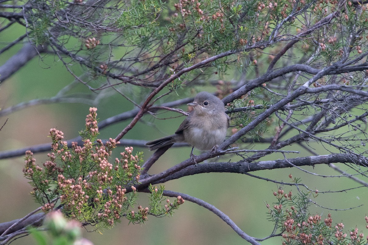 Moltoni's Warbler - ML639559489