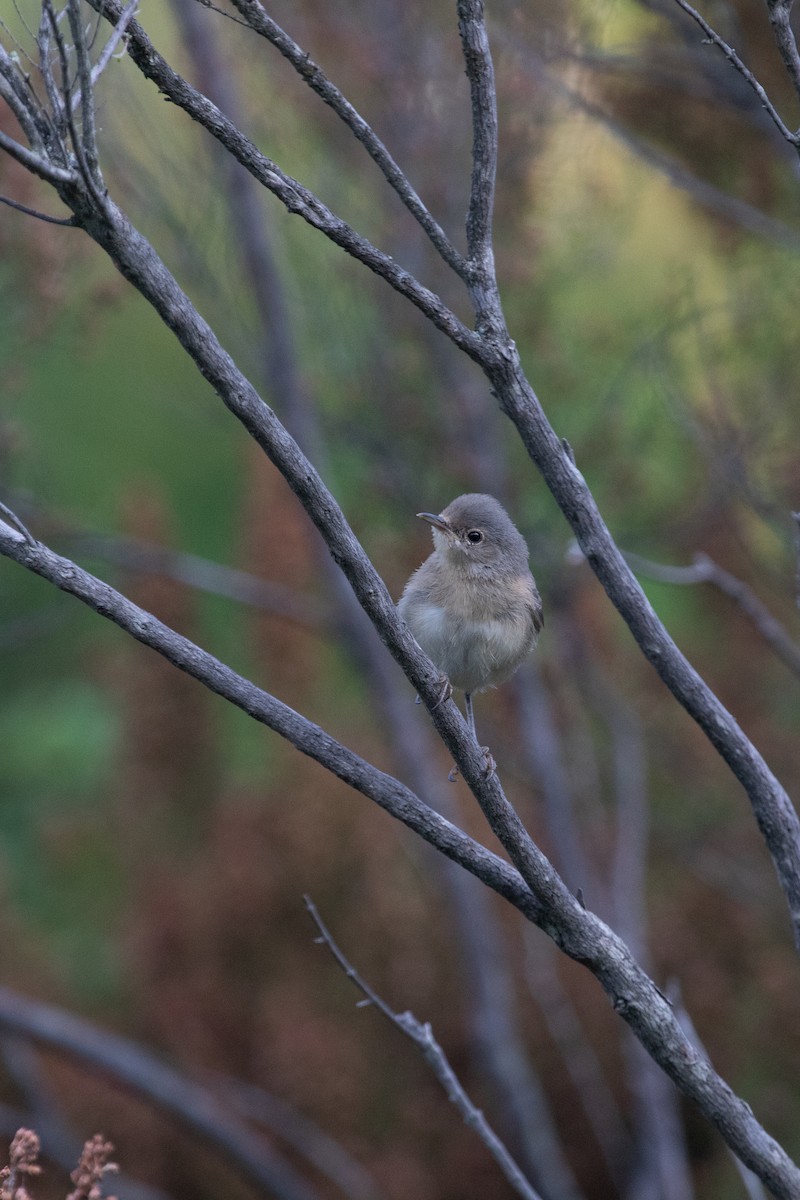 Moltoni's Warbler - ML639559490