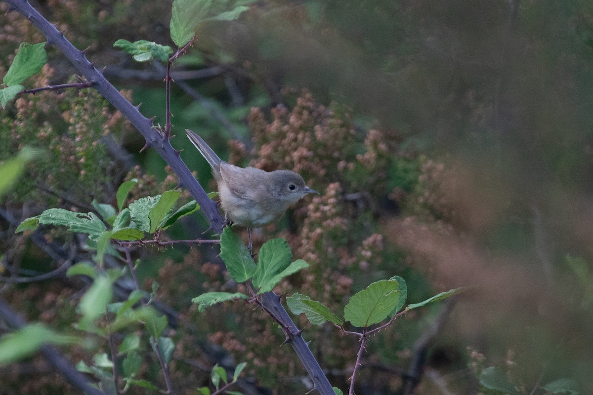 Moltoni's Warbler - ML639559491
