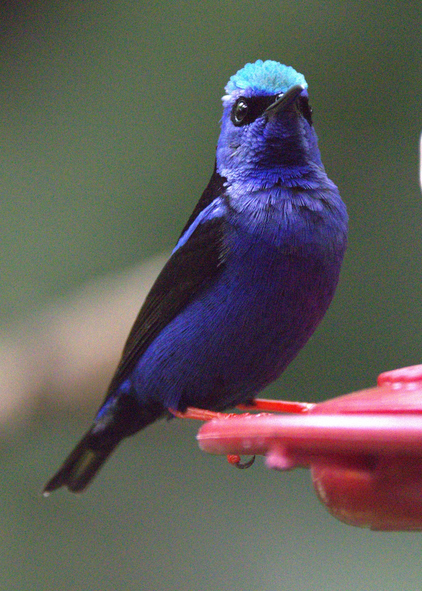 Red-legged Honeycreeper - ML639559500