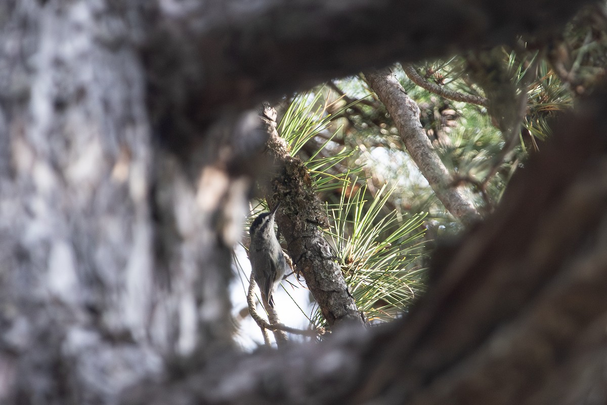 Corsican Nuthatch - ML639559503