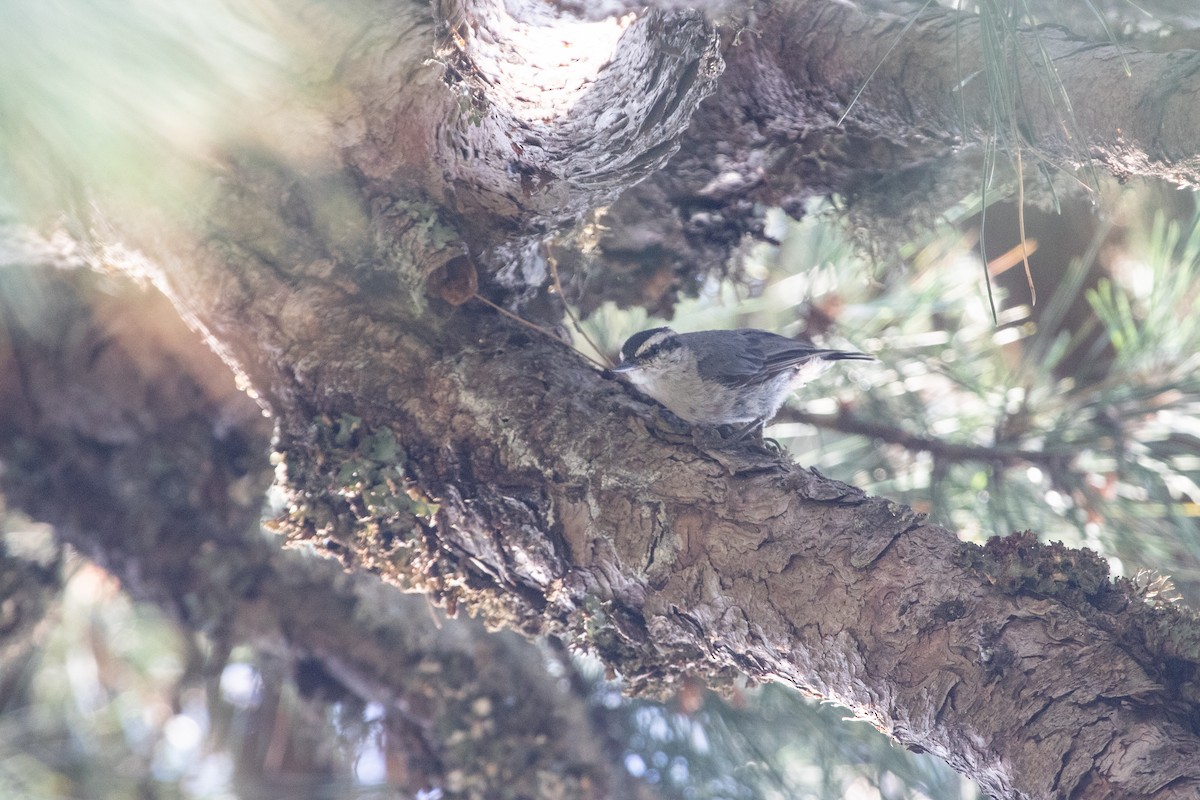 Corsican Nuthatch - ML639559504