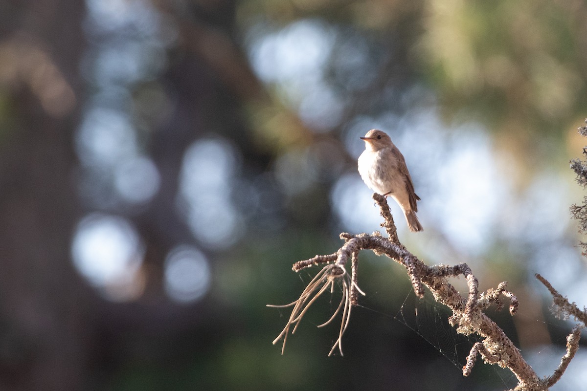 Spotted Flycatcher (Mediterranean) - ML639559507