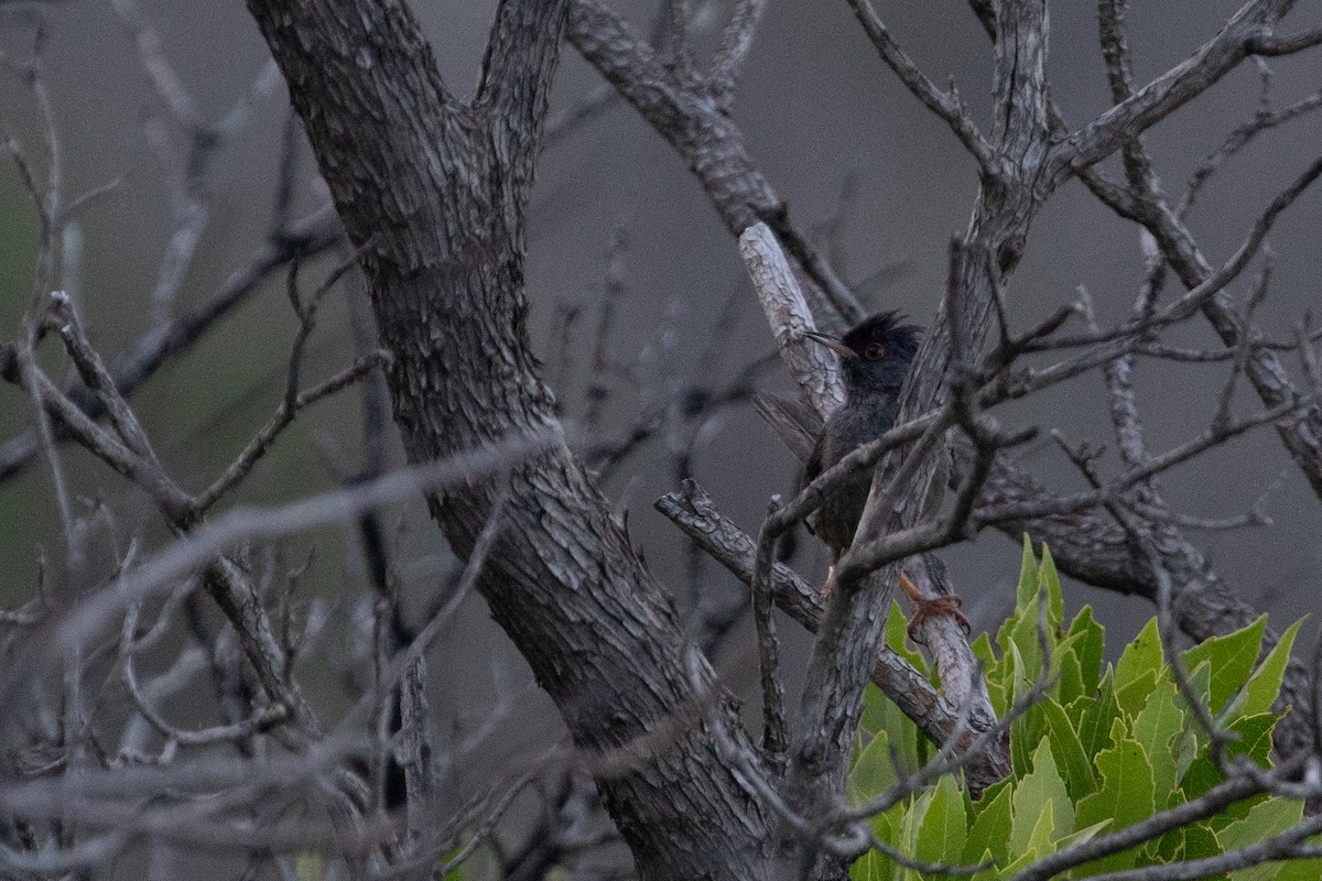 Marmora's Warbler - ML639559526