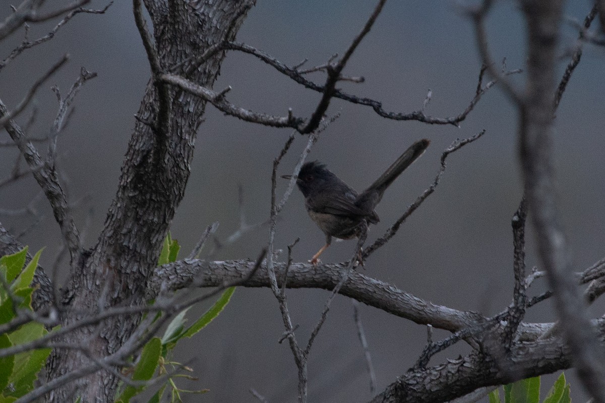 Marmora's Warbler - ML639559529