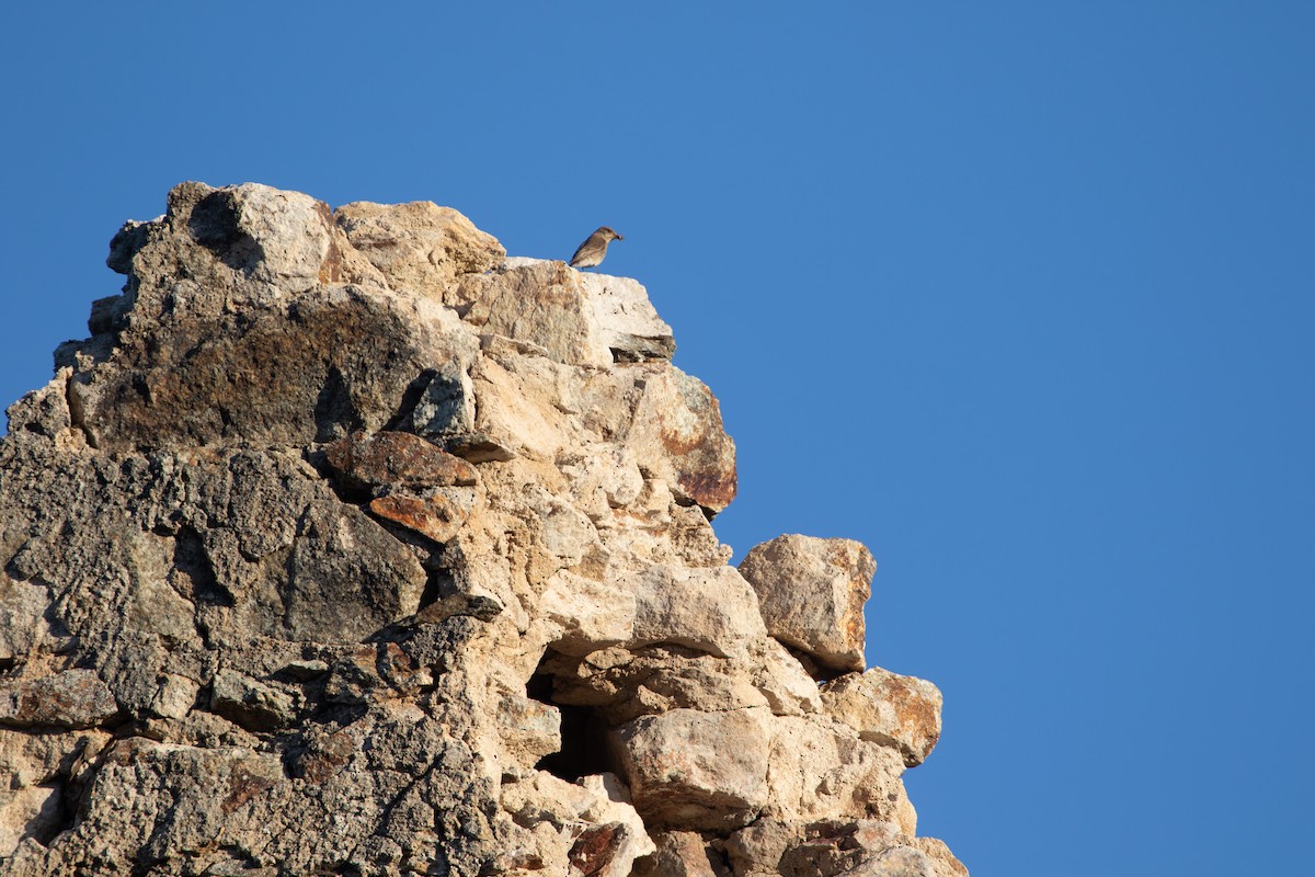 Spotted Flycatcher (Mediterranean) - ML639559577