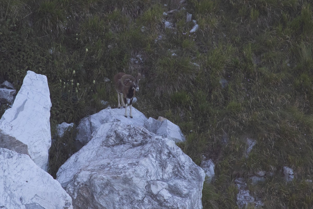 European Mouflon - ML639559646