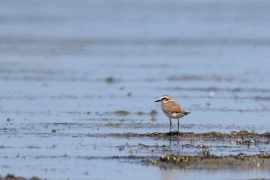 kulík mořský - ML639559775