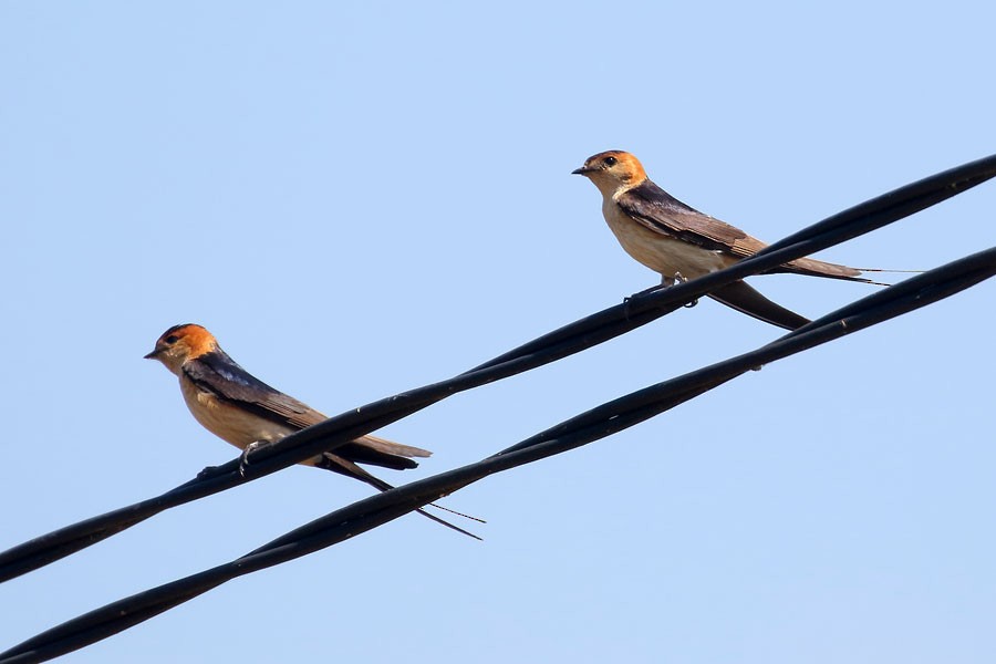 vlaštovka červenavá - ML639559782