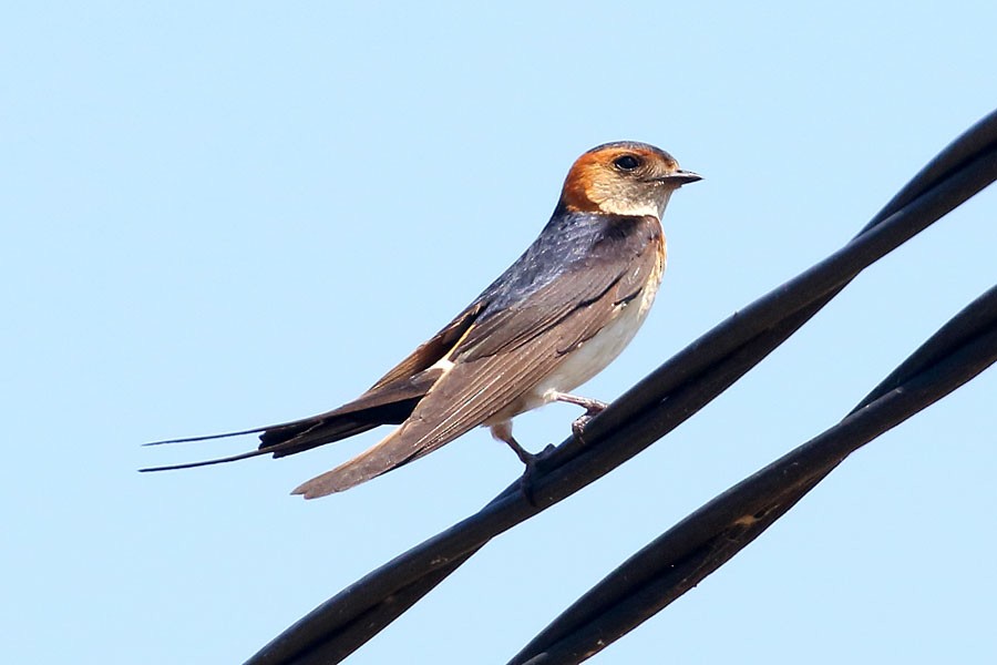 vlaštovka červenavá - ML639559783