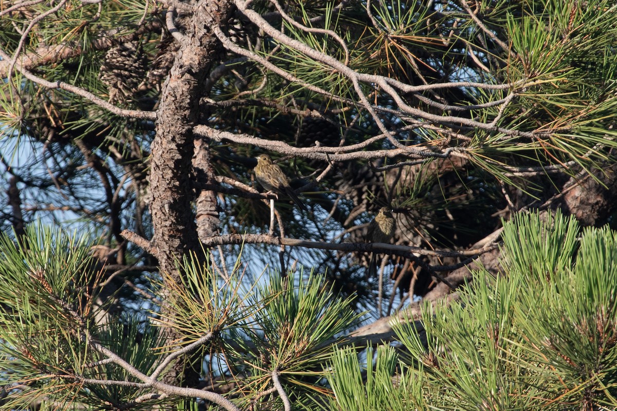 Cirl Bunting - ML639559787