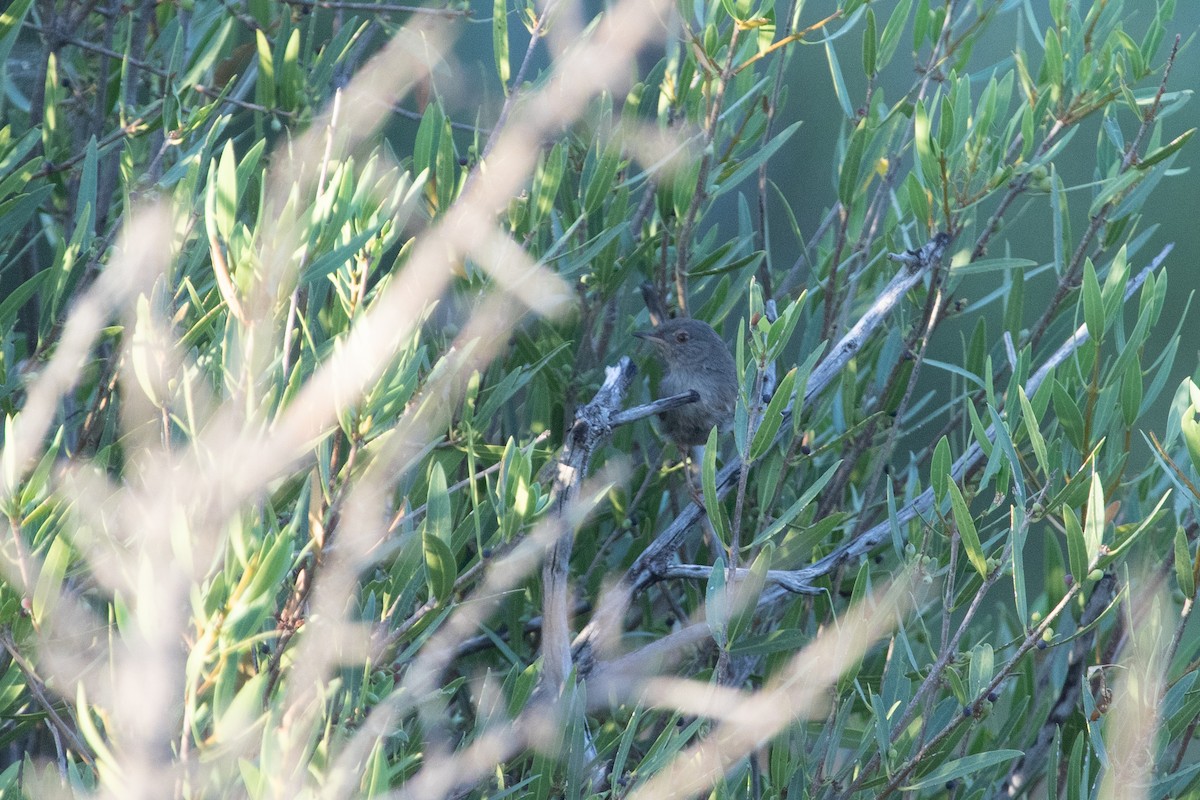 Marmora's Warbler - ML639559793