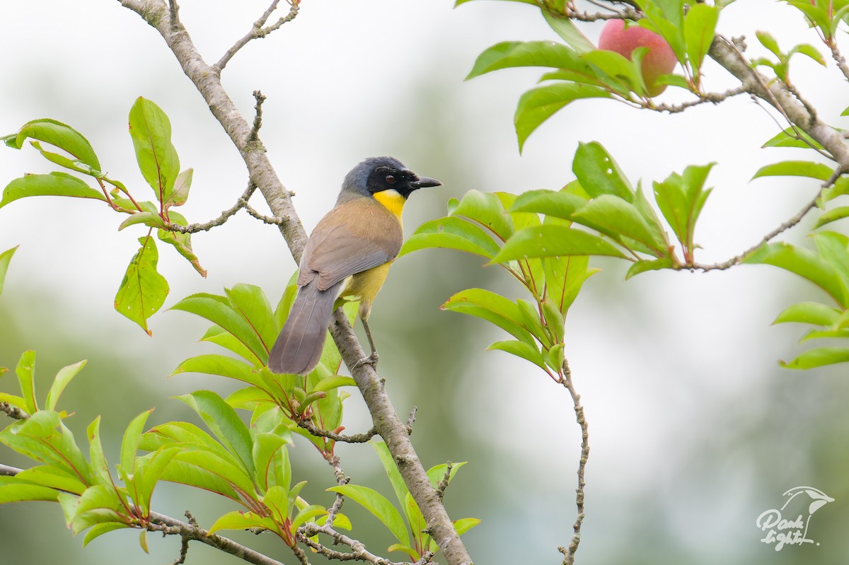 Blue-crowned Laughingthrush - ML639559818