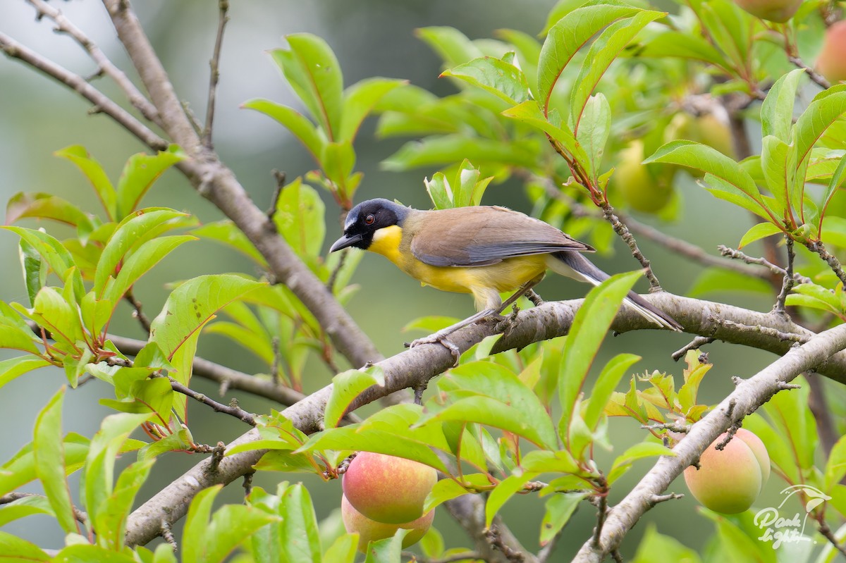 Blue-crowned Laughingthrush - ML639559819