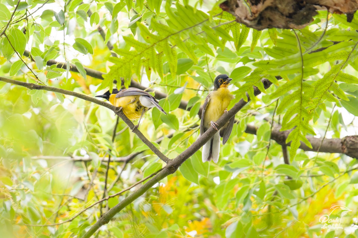 Blue-crowned Laughingthrush - ML639559821
