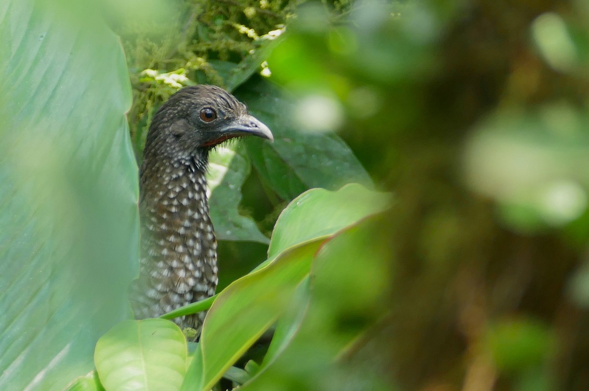Chachalaca Moteada - ML639559874