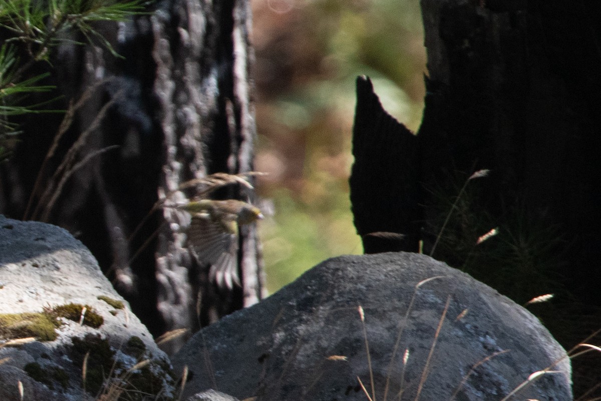 Corsican Finch - ML639559875