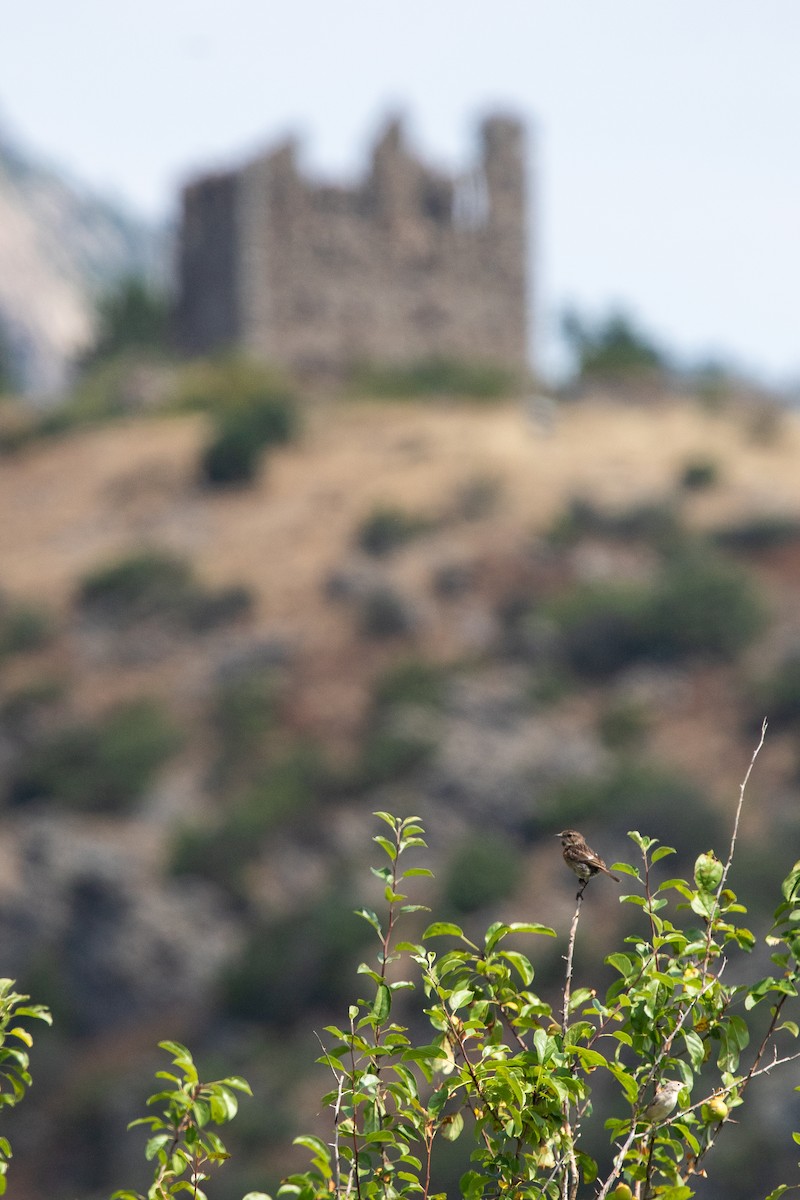 European Stonechat - ML639559885