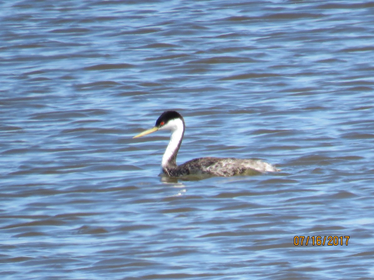 Western Grebe - ML63955991