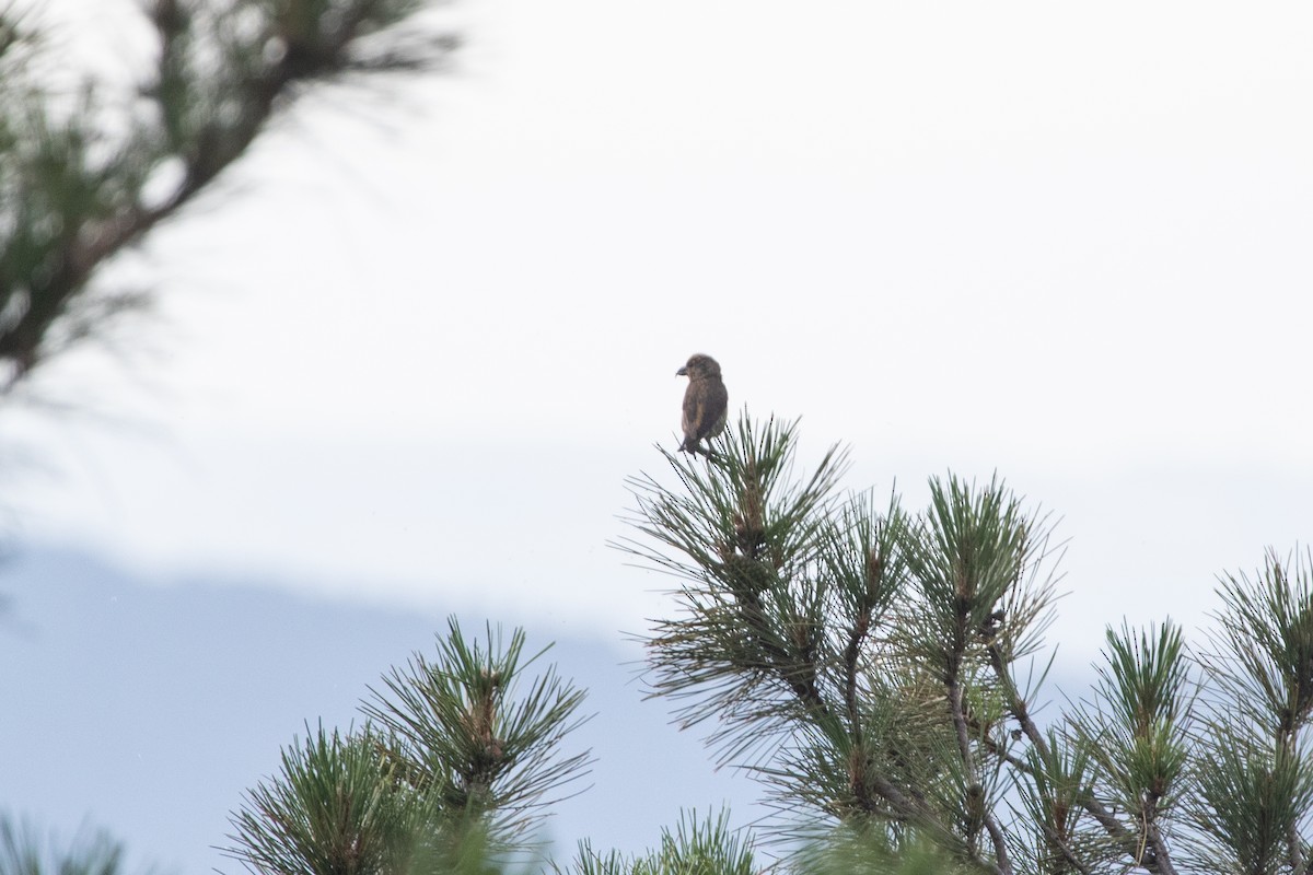 Red Crossbill (Corsican) - ML639559921