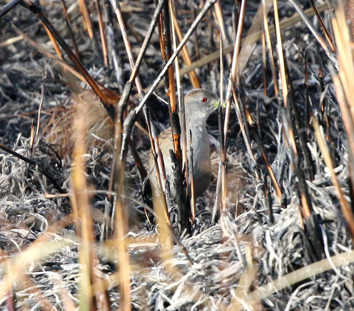 Ash-throated Crake - ML639559922