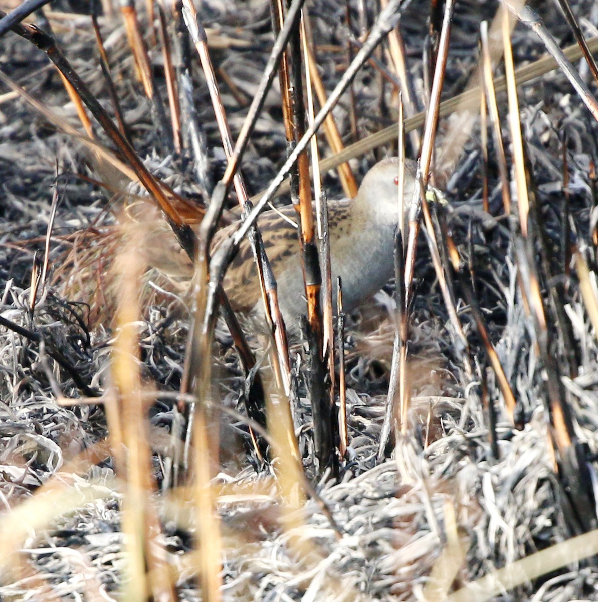 Ash-throated Crake - ML639559923