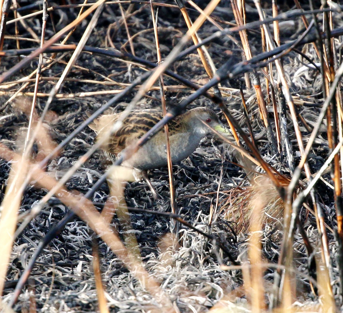Ash-throated Crake - ML639559924