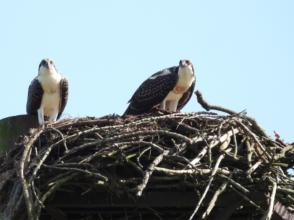 Osprey - ML639560032