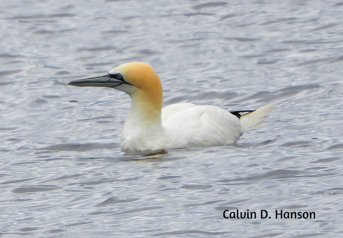 Northern Gannet - ML639560049