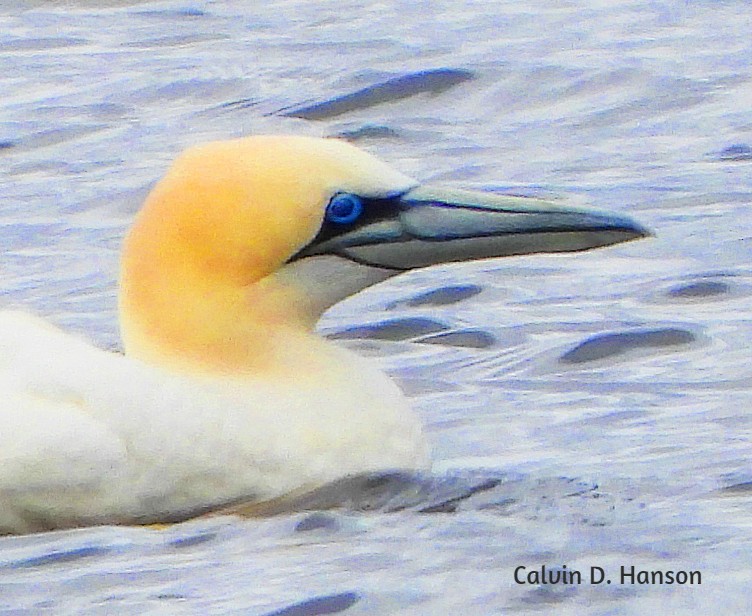 Northern Gannet - ML639560078