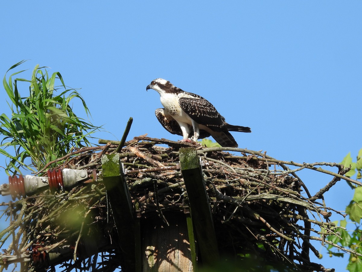 Osprey - ML639560097