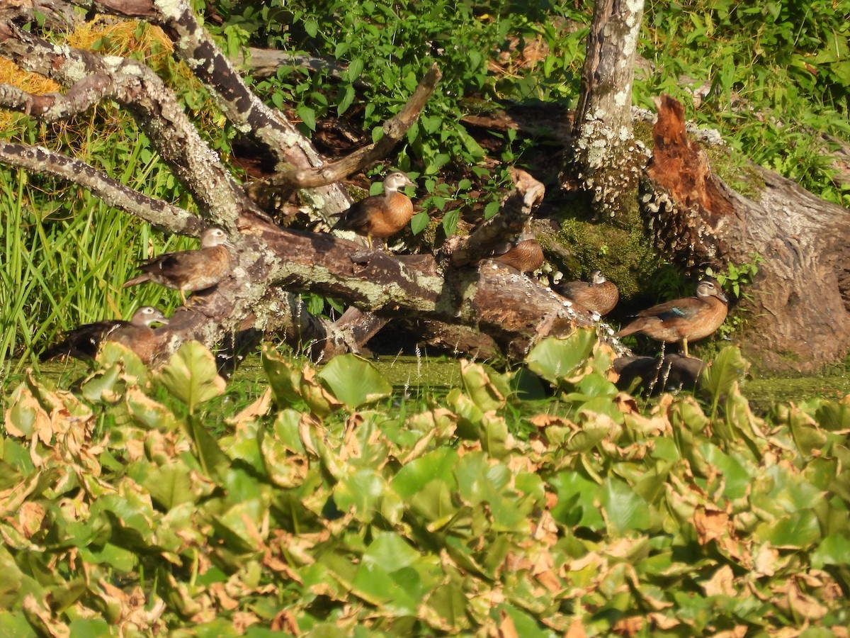 Wood Duck - ML639560134