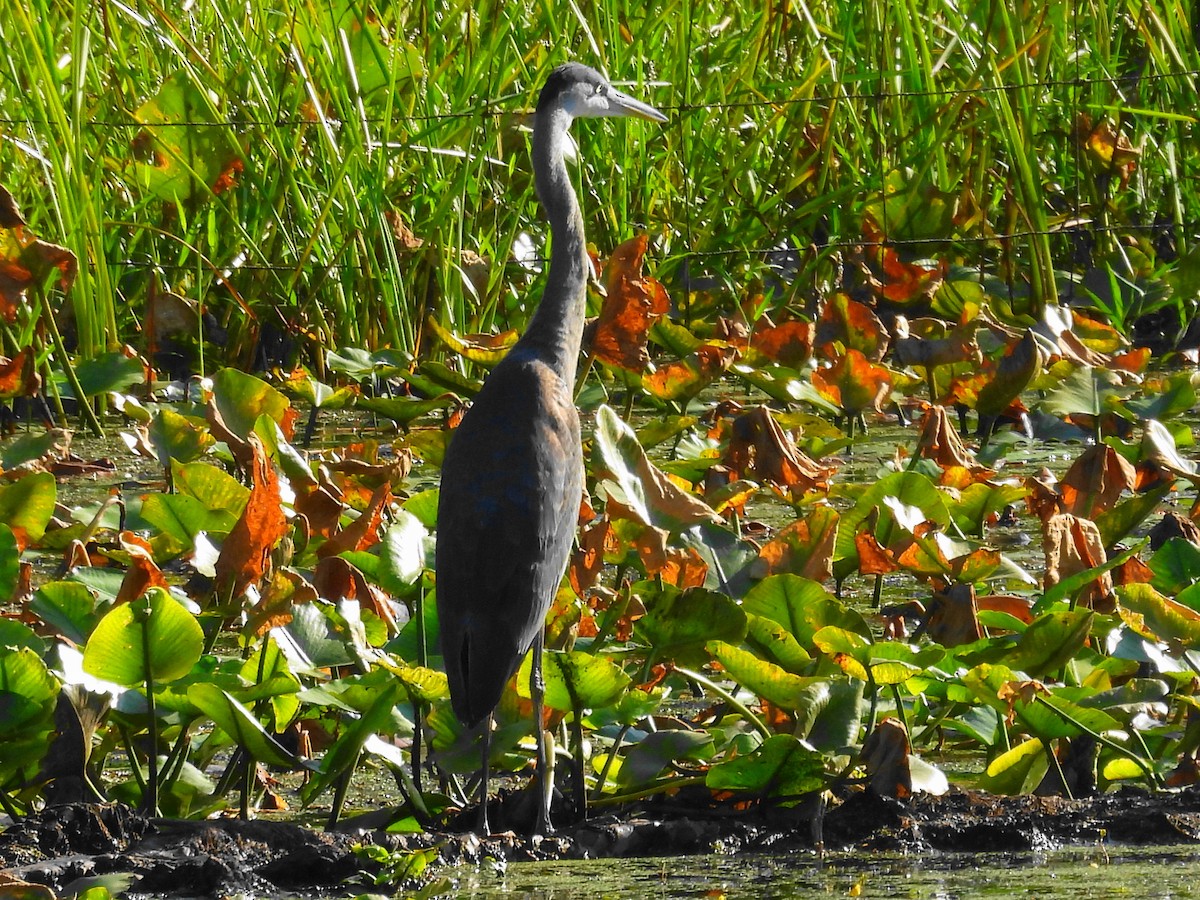Great Blue Heron - ML639560138