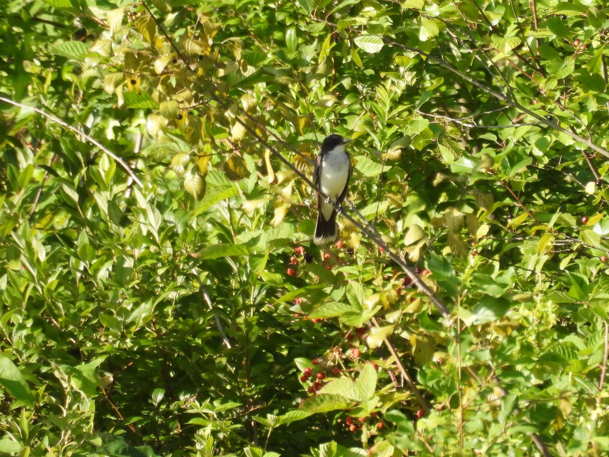 Eastern Kingbird - ML639560143