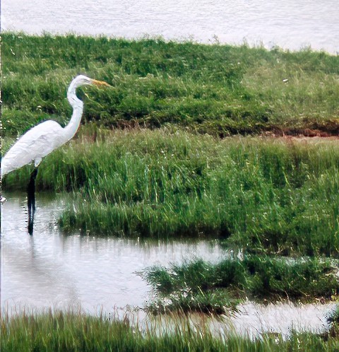 volavka bílá - ML639560151