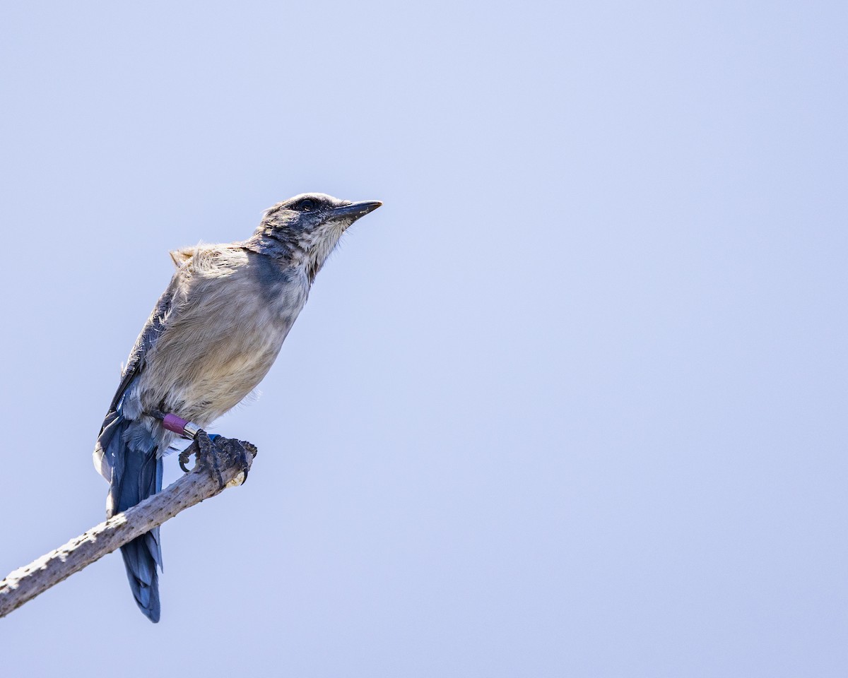 Florida Scrub-Jay - ML639560167