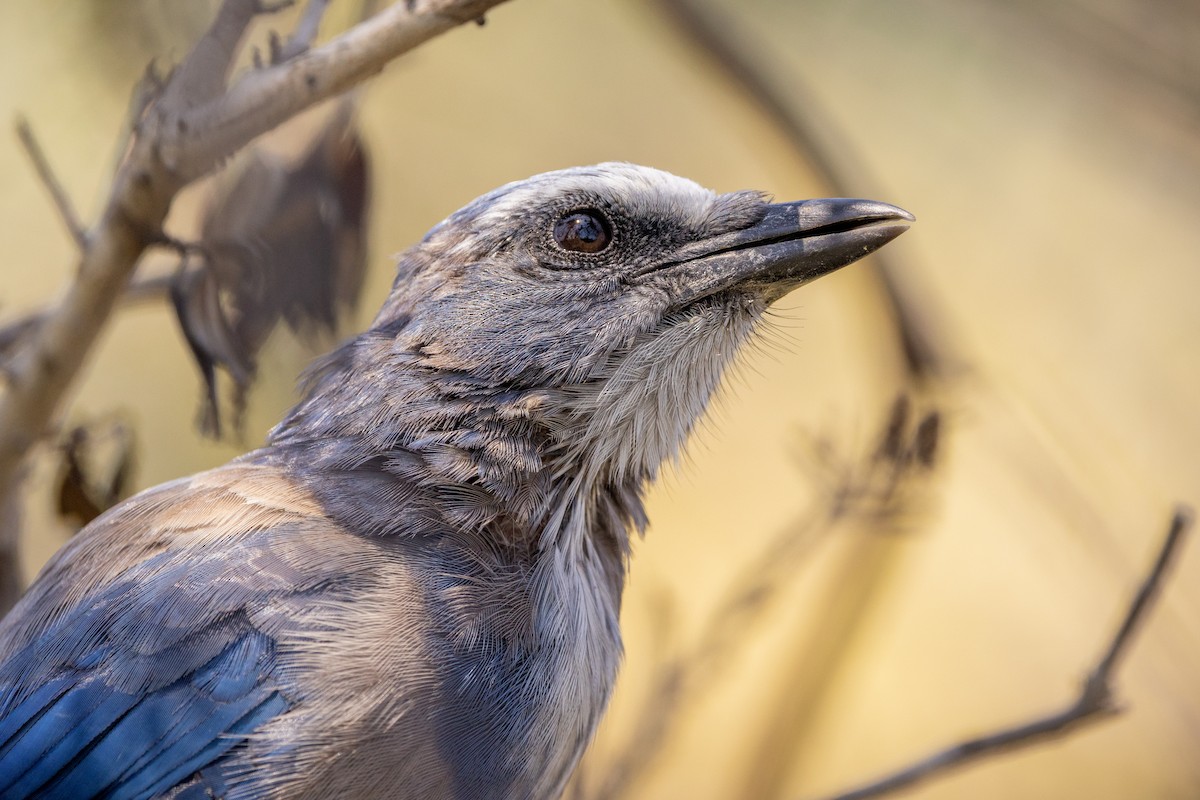 Florida Scrub-Jay - ML639560168