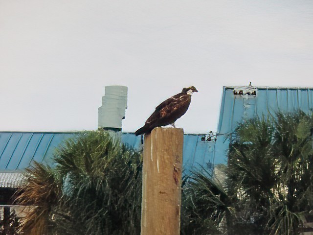 orlovec říční - ML639560175