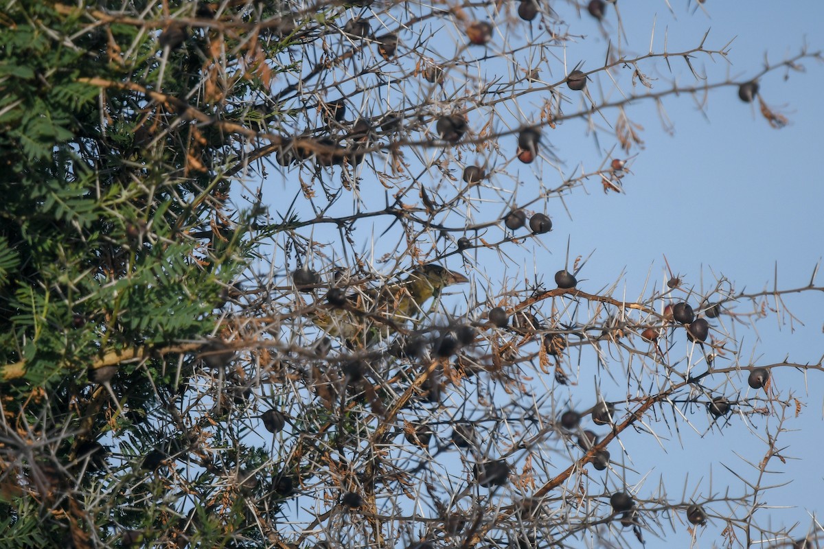 Fox's Weaver - ML639560214