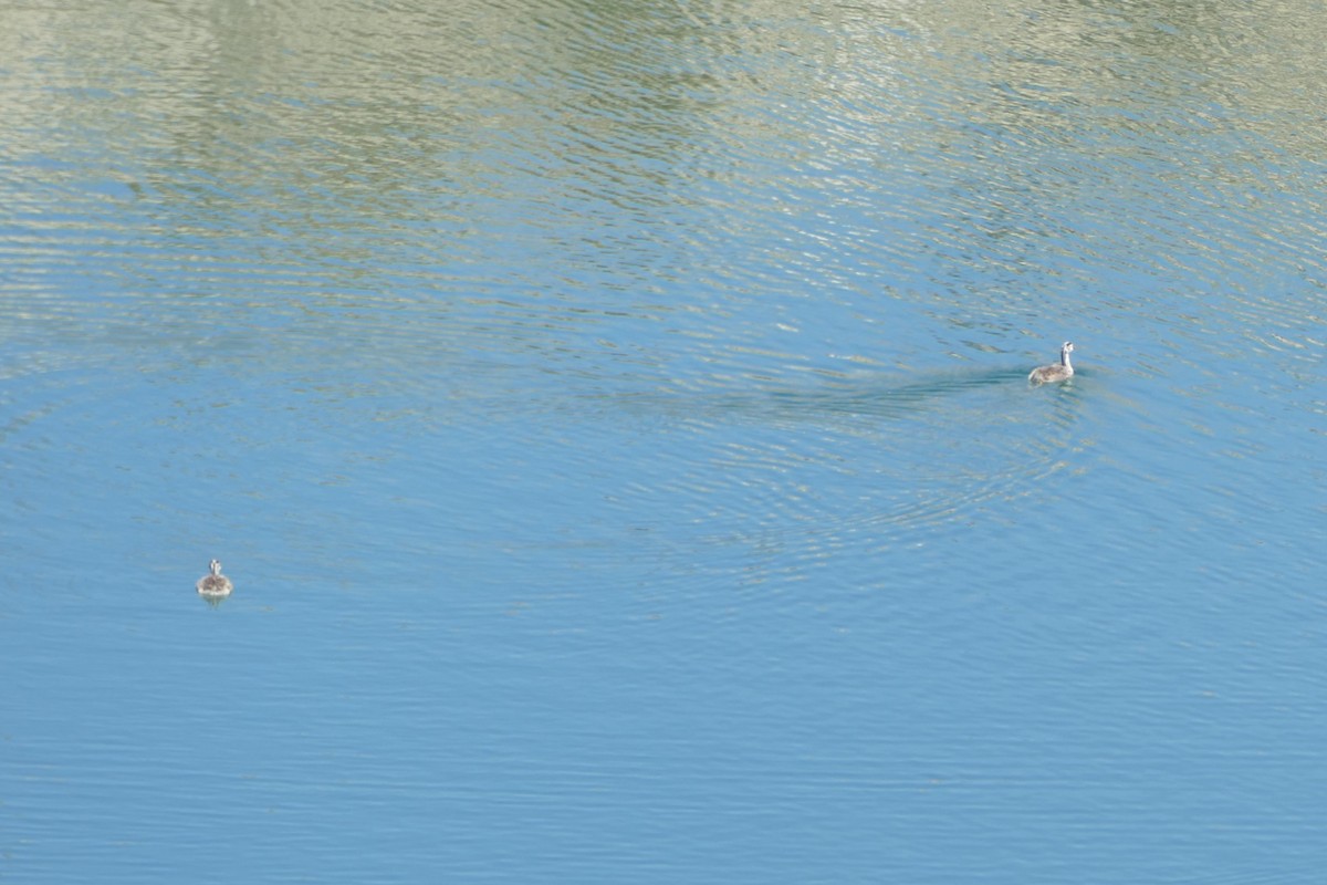 toppdykker - ML639560217