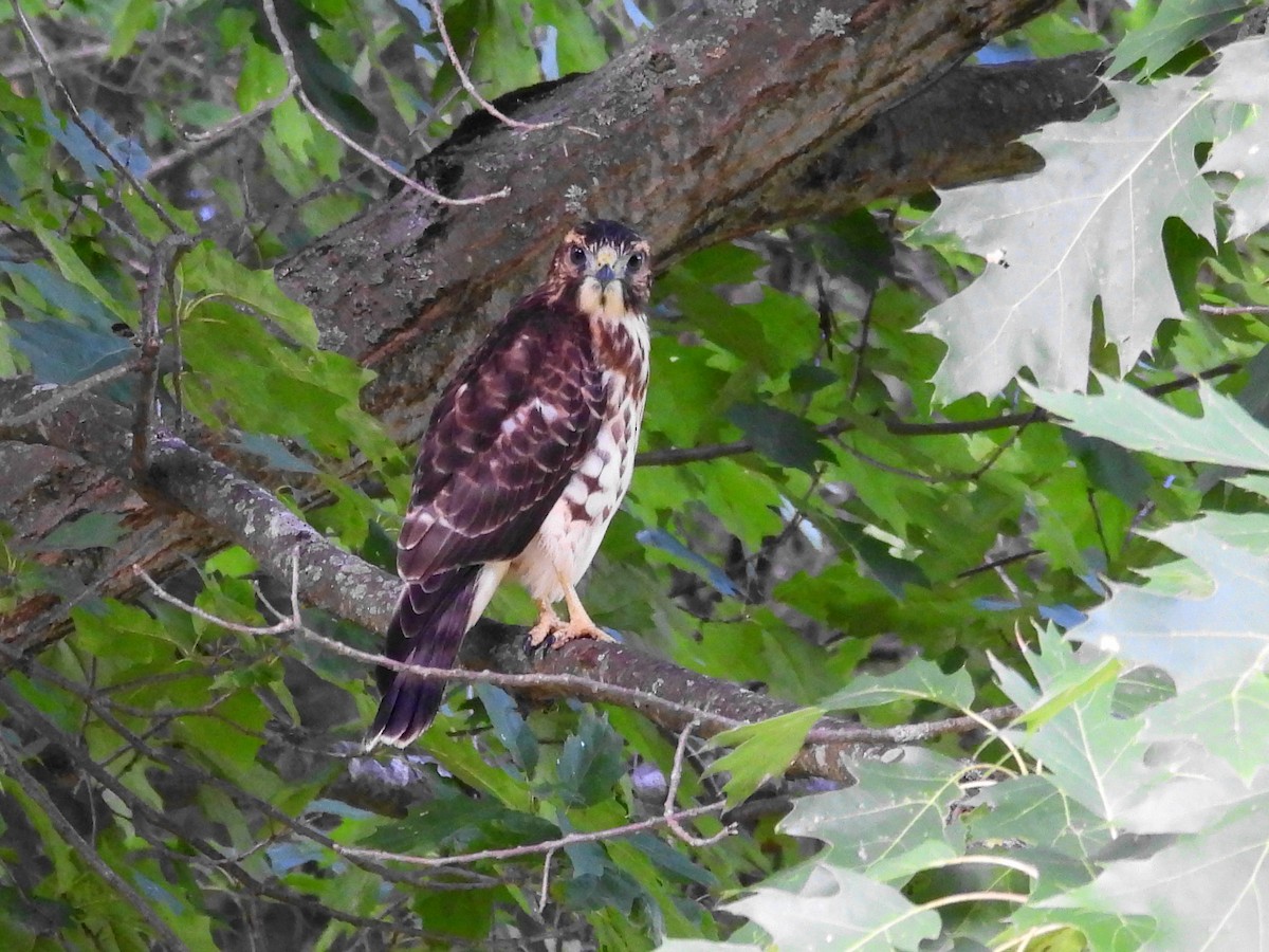 Broad-winged Hawk - ML639560218