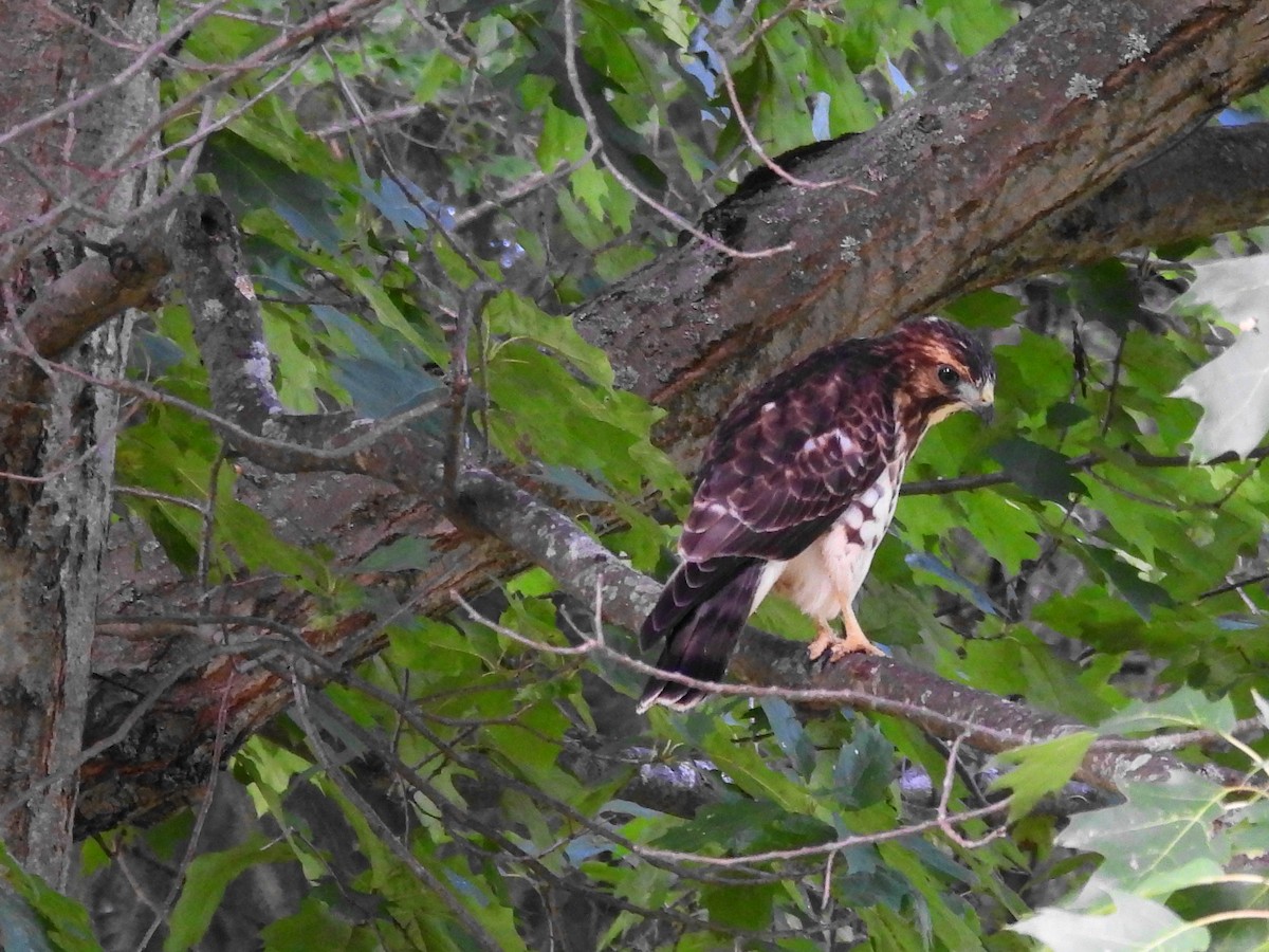 Broad-winged Hawk - ML639560219