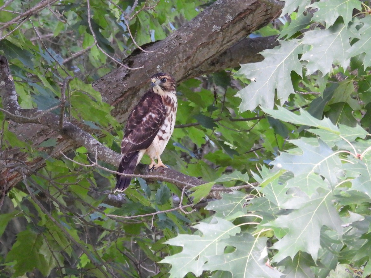 Broad-winged Hawk - ML639560220