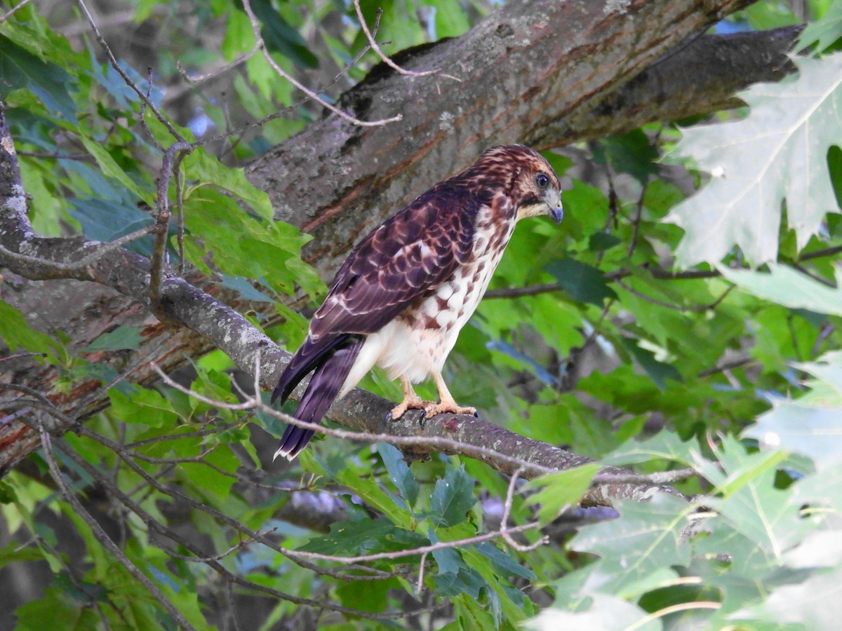 Broad-winged Hawk - ML639560222