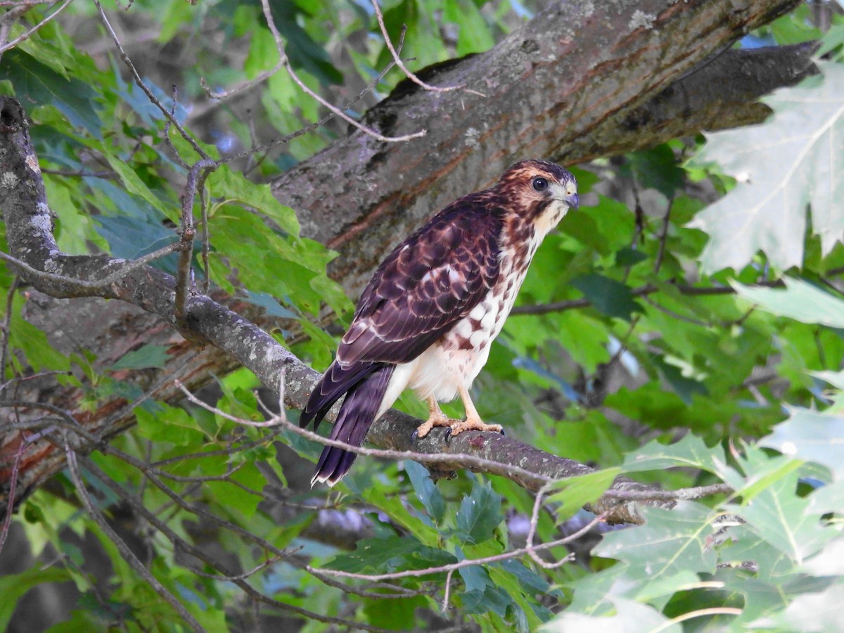 Broad-winged Hawk - ML639560223