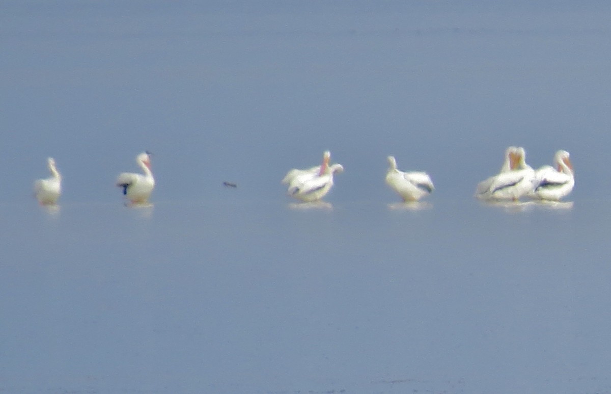 American White Pelican - ML639560254