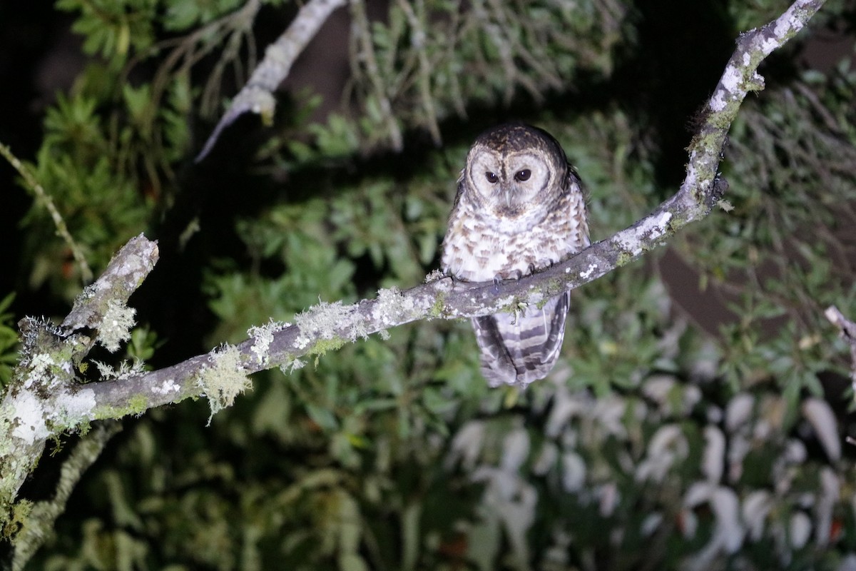 Rusty-barred Owl - ML639560282