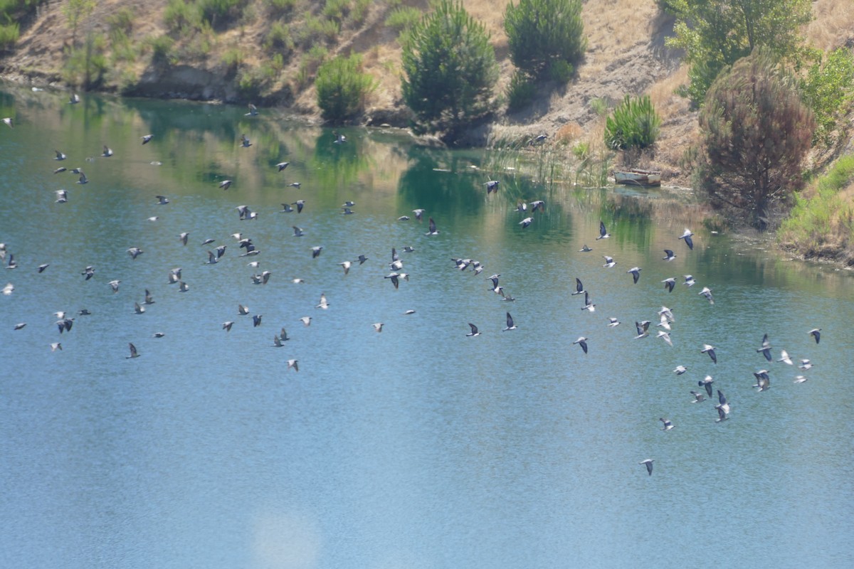 ringdue - ML639560351