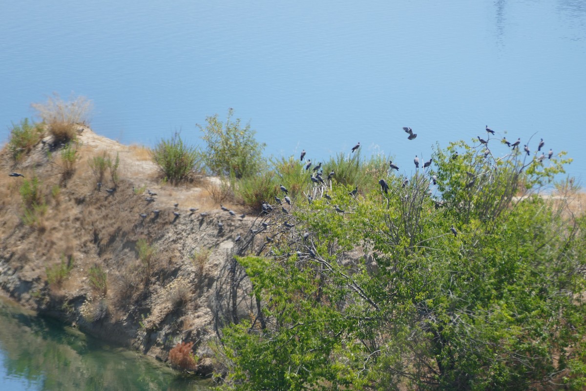 ringdue - ML639560355