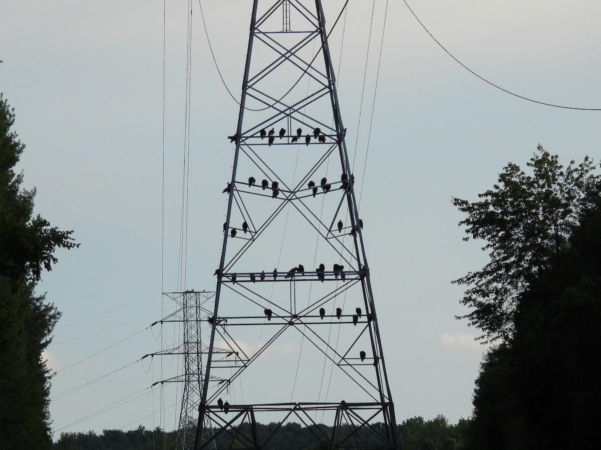 Turkey Vulture - ML639560410